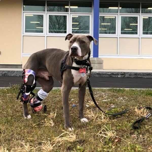 Dog Leg Prosthetic Partial Limb Animal Ortho Care