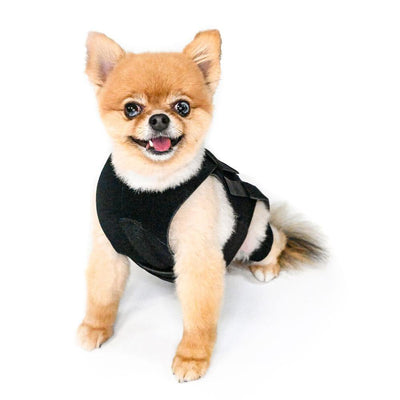 Lil back bracer for dogs sales