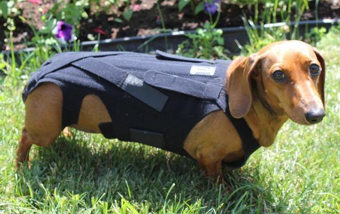 Weiner dog cheap back brace