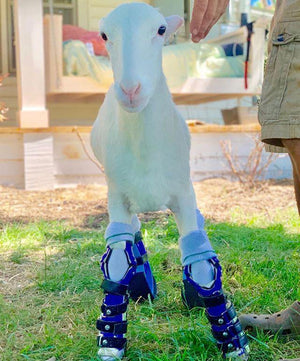 Lamb wearing two custom front leg braces and two rear leg prosthetics.